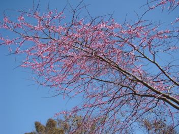 Branches of blooming Redbud tree