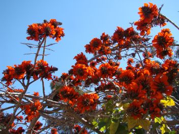 Branches of blooming Coral Tree