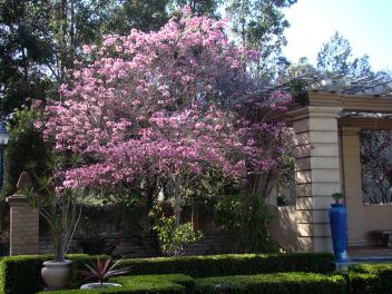 Tree in bloom in Alcazar Garden