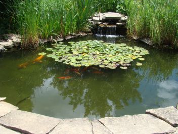 Forget-Me-Not Pond