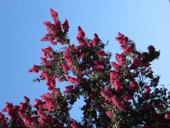 Top of a Red Crape Myrtle in bloom
