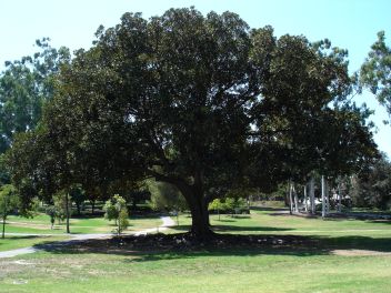 Moreton Bay fig tree