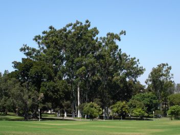 California Sycamore and other trees