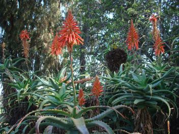 Group of Aloe in bloom