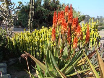 Aloe and a variety of other plants