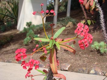 Crown of Thorns with its red bracts